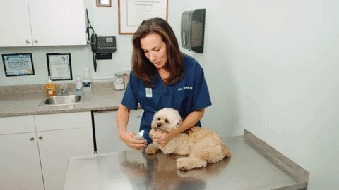 Safe Easy Pet Nail Trimmers with Quick Sensors